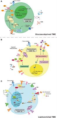 Lipids for CD8+ TILs: Beneficial or harmful?